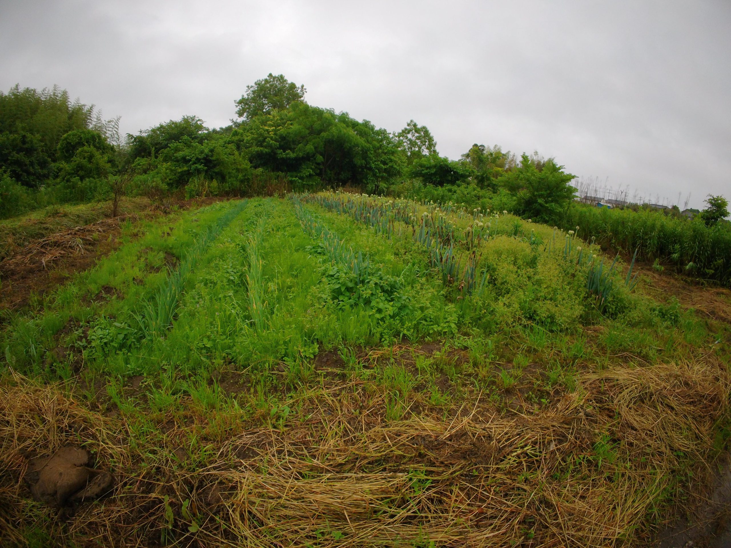 畑　草取り　250615